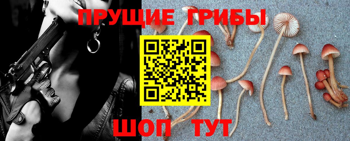 Псилоцибиновые грибы Psilocybe Электрогорск